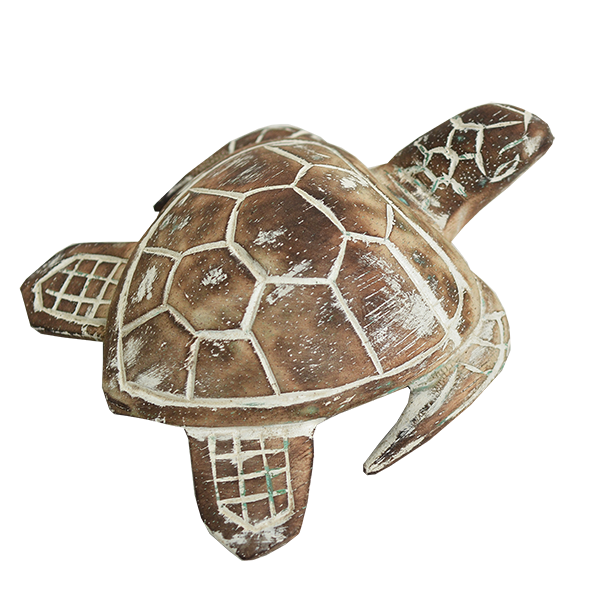 Kura-kura Kayu Kecil