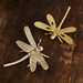 Bronze Gold Dragonfly