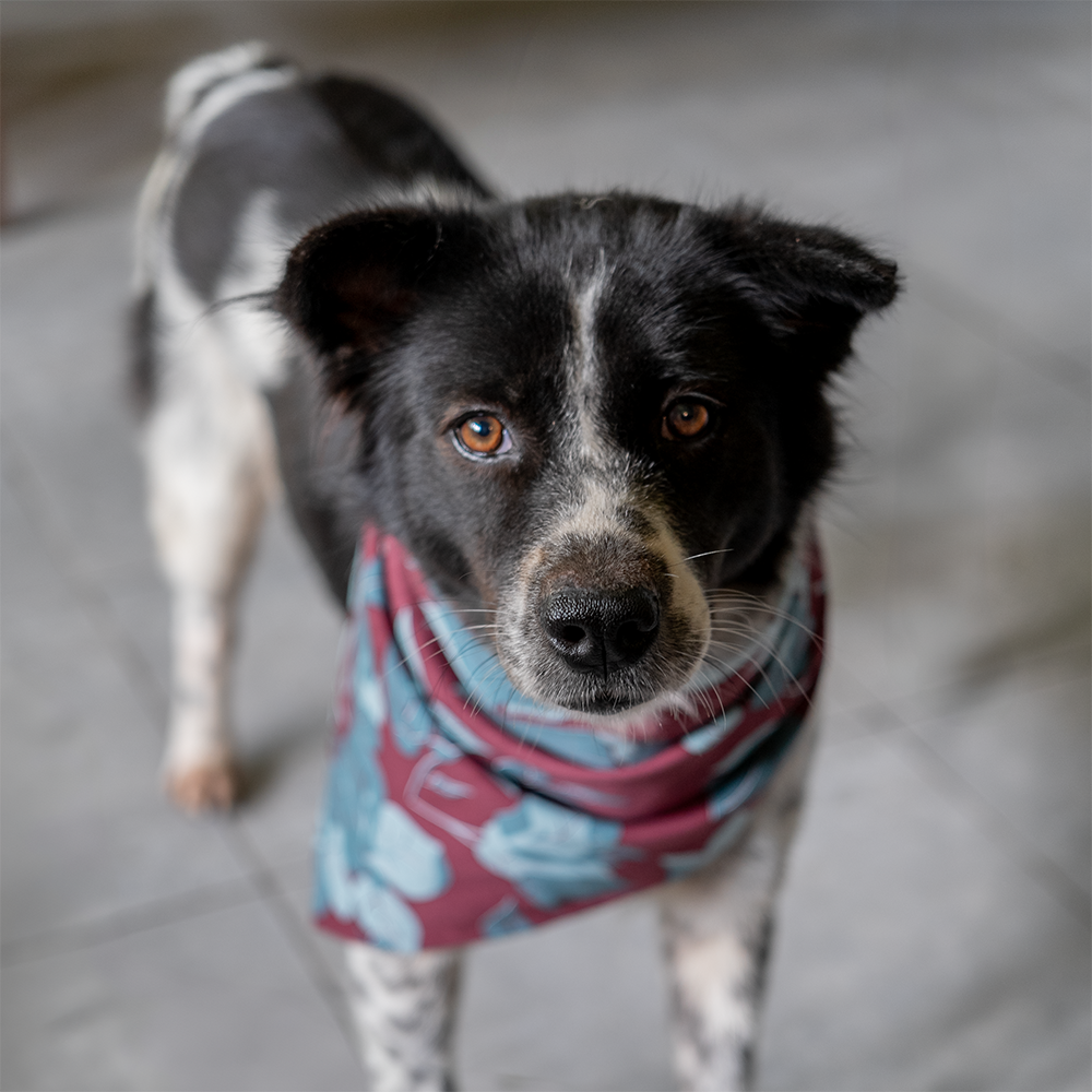 Assorted Doggie Bandanas - great for people too
