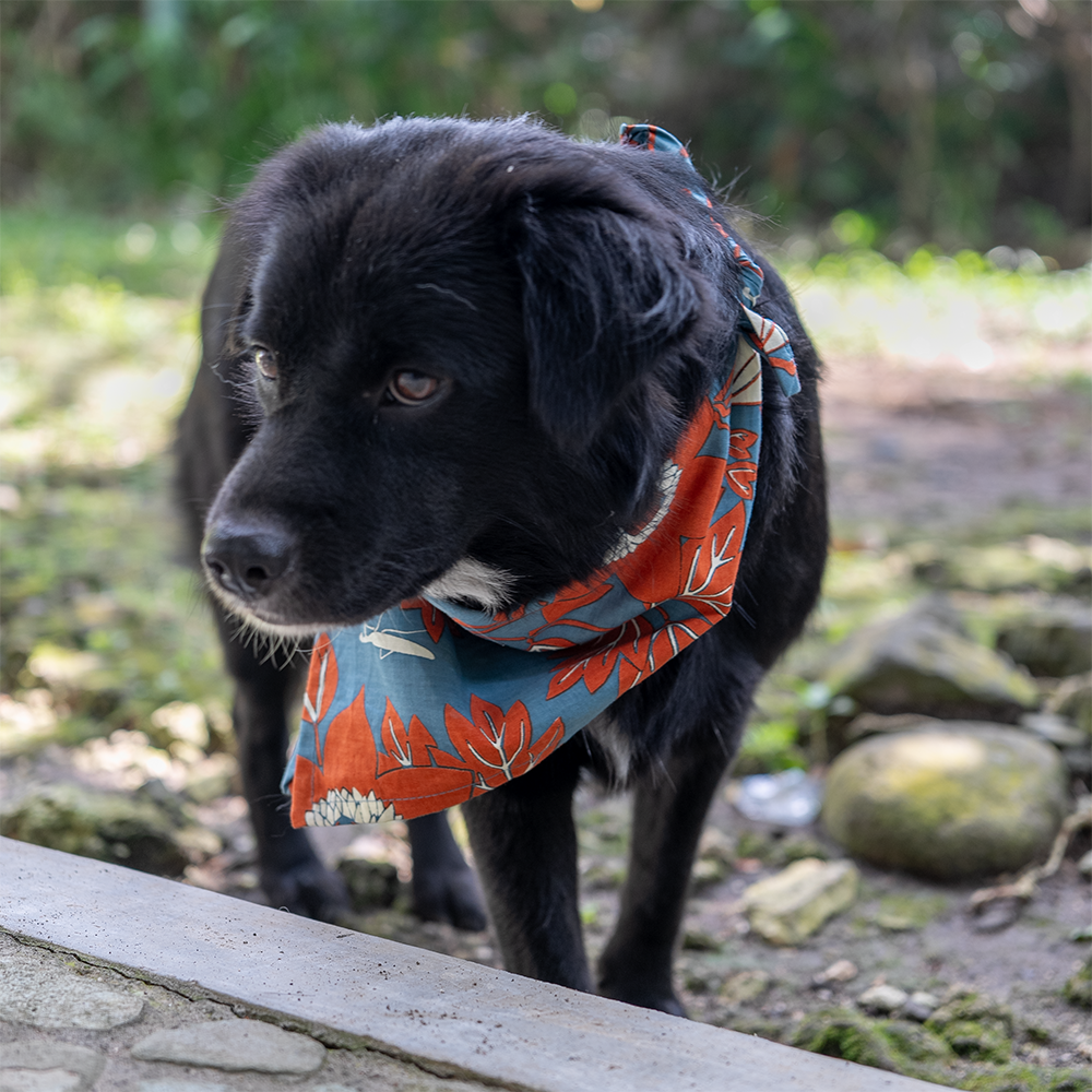 Assorted Doggie Bandanas - great for people too