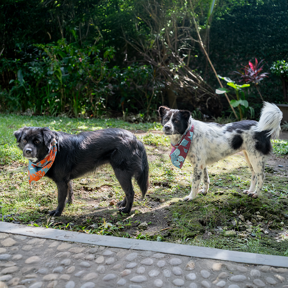 Assorted Doggie Bandanas - great for people too
