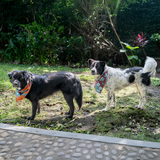 Assorted Doggie Bandanas - great for people too