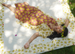 EcoDeluxe Ylang Ylang Mulberry Semi Swing Dress, 3 sizes - SALE CLOTHING & KIDS